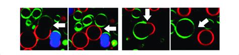 Confocal Fluorescence Microscopy Of Giant Unilamellar Vesicles Showing