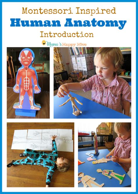 Montessori Human Anatomy Introduction Mamas Happy Hive
