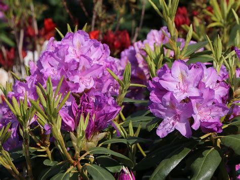 Rhododendron 'Catawbiense Boursault' - Rhododendron Hybride ...