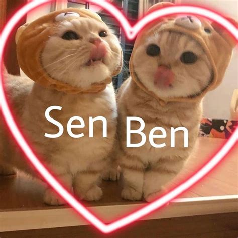 Kedilere Aşık Olan Iki Knkm Jsjsjsjsjsjjsjssk Funny Cat Wallpaper