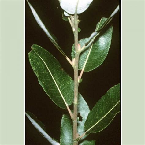 Pussy Willow Salix Discolor Deciduous Trees Cold Stream Farm