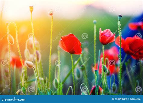 Beautiful Field Of Red Poppies In The Sunset Light Stock Image Image