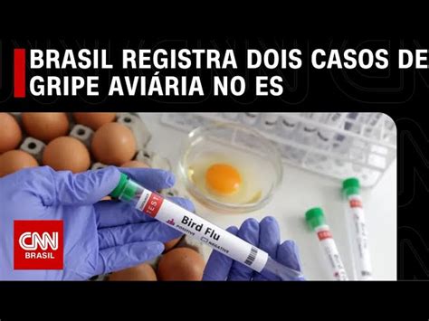 Brasil registra três casos de gripe aviária no Espírito Santo CNN Brasil