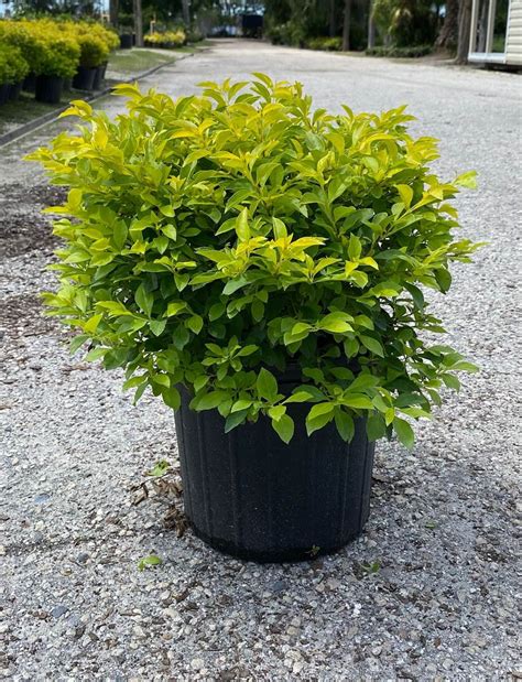 Duranta Erecta Gold Mound Get House Plants