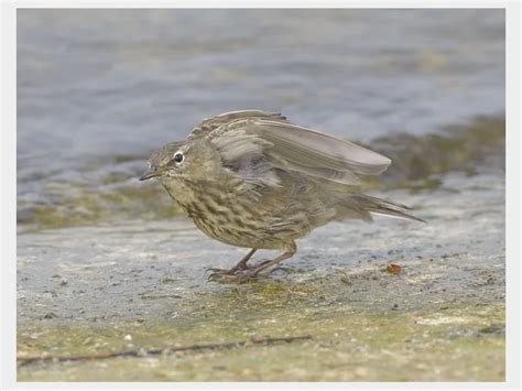 Details Rock Pipit Birdguides