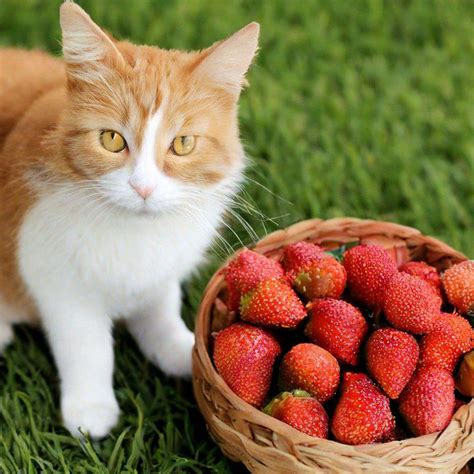 «Кот клубника» — создано в Шедевруме