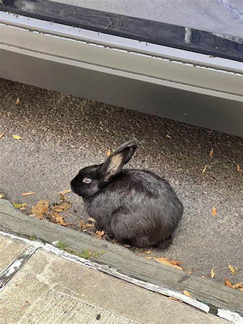 Found A Bunny Outside 12th St And 31st Ave Rastoria