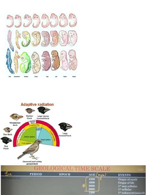 Biology | PDF