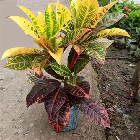 Full Sun Exposure Codiaeum Variegatum Croton Indoor Plant Aloe