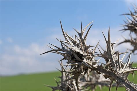 Thorn Picture. Image: 18500525