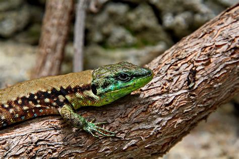 Eidechse Foto & Bild | tiere, wildlife, amphibien & reptilien Bilder ...