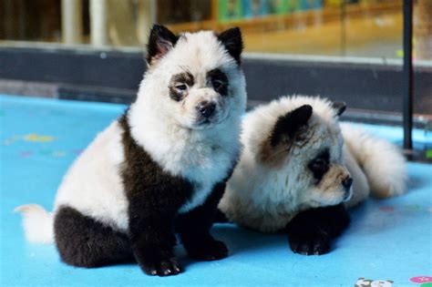 Dogs From China
