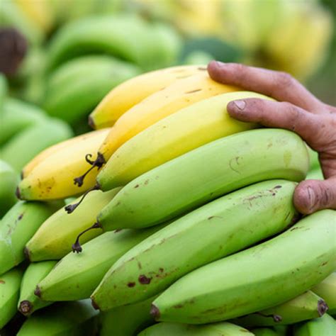 Banana Plantain French Tubestock QLD ONLY Fruit Tree – Buy Online at ...