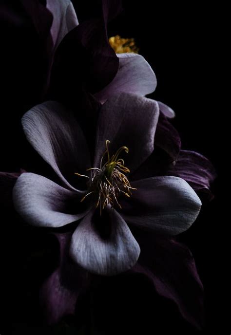 230 Best Images About Black Flowers On Pinterest Black Dahlia Flower And Pansies