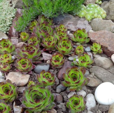 Каменная роза на кладбище (67 фото) » НА ДАЧЕ ФОТО