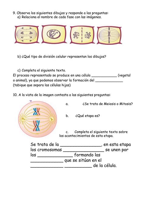 Mitosis Y Meiosis Worksheet Apuntes De Clase Material Docente Clase