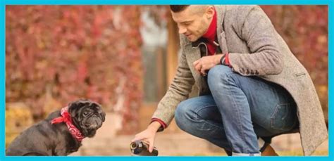 If A Dog Tastes Blood Will It Attack Again Perfect Answer Dogs Info Blog