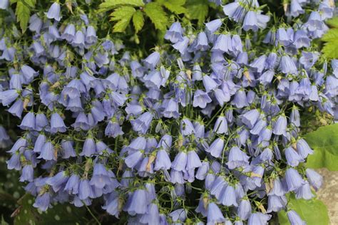 Семена Колокольчиков Фото — Картинки фотографии