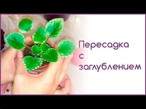 Осенняя пересадка комнатных растений. Пересадка фиалки с заглублением ...