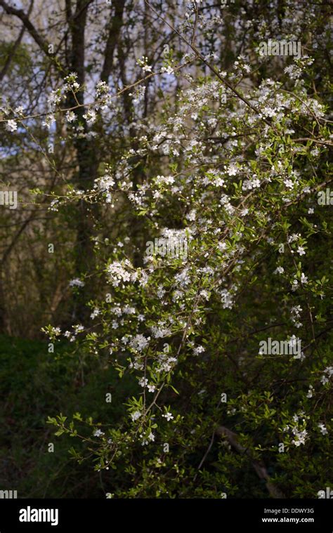 Prunus Spinosa Blackthorn Flowers Wales Uk Stock Photo Alamy