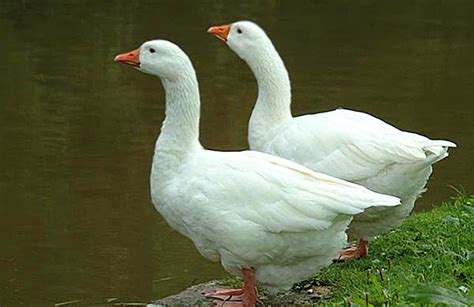 ramblings on a goose