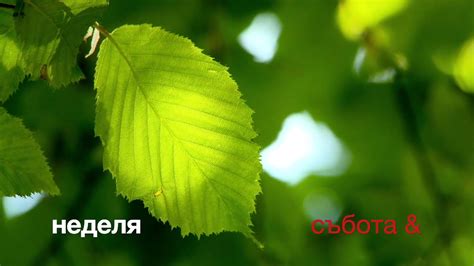 Работилница Растения в TechnoMagicLand - YouTube