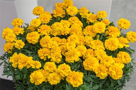Tagetes Patula Chica Yellow Coated Muller Seeds