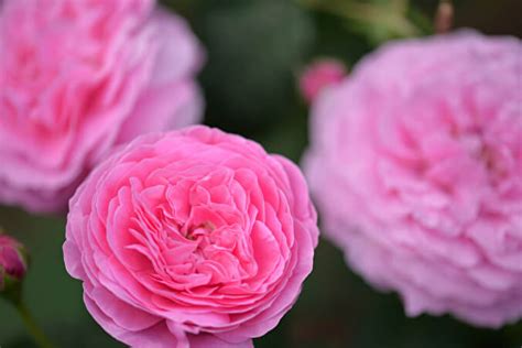 Роза Луис Одьер — фото и описание сорта с отзывами