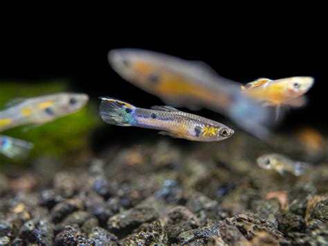 Assorted Endler (Poecilia wingei), Tank-Bred - Aquatic Arts on sale ...