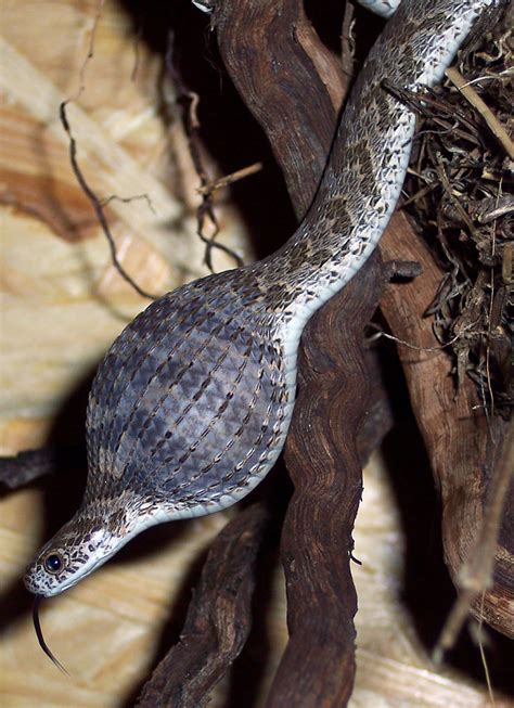 World Egg Day And The Egg Eating Snake Ferrebeekeeper