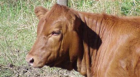 Millions Expecting To See Red Heifer At Ancient Shiloh Heritage Site