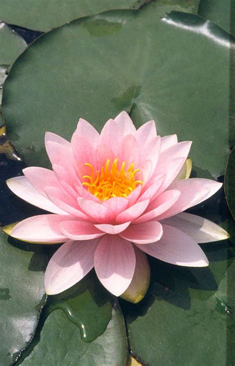 A Pink Water Lily Floating On Top Of Green Leaves