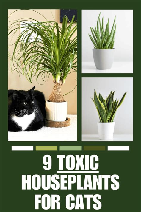 9 Common Poisonous And Toxic Houseplants For Cats Mom Spark