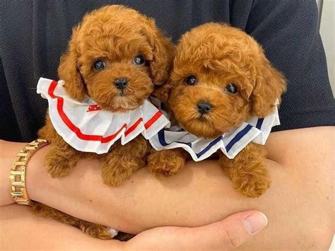 25 Reasons Why Toy Poodles Are The Best Always Pets