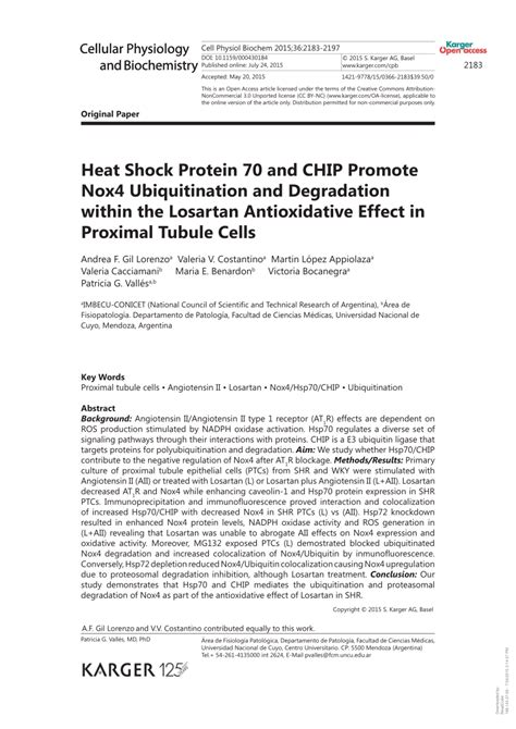 PDF Heat Shock Protein 70 And CHIP Promote Nox4 Ubiquitination And