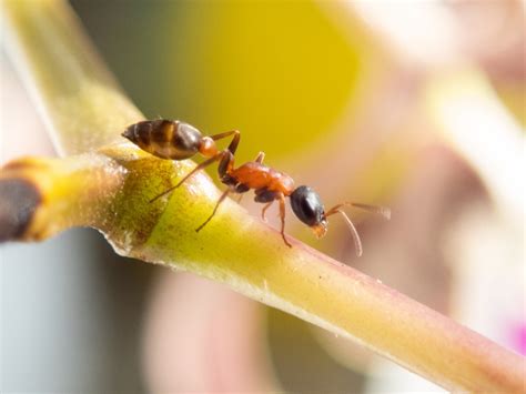 Free Images : ant, macro photography, pest, close up, membrane winged ...
