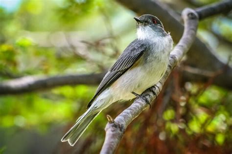 Premium Photo | Patagonian bird on a tree