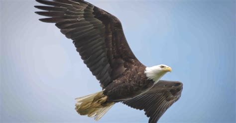 Bald eagles in Delaware: Tell us about your sightings
