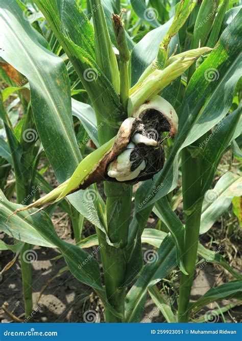 Photo of Symptoms of Swelling Burning Disease & X28;Corn Smut& X29; Due