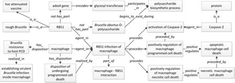 Ontological Representation Of Brucella Vaccine Strain Rb51 Induced Download Scientific Diagram