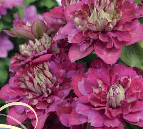 Hot Kisses Ранний крупноцветковый