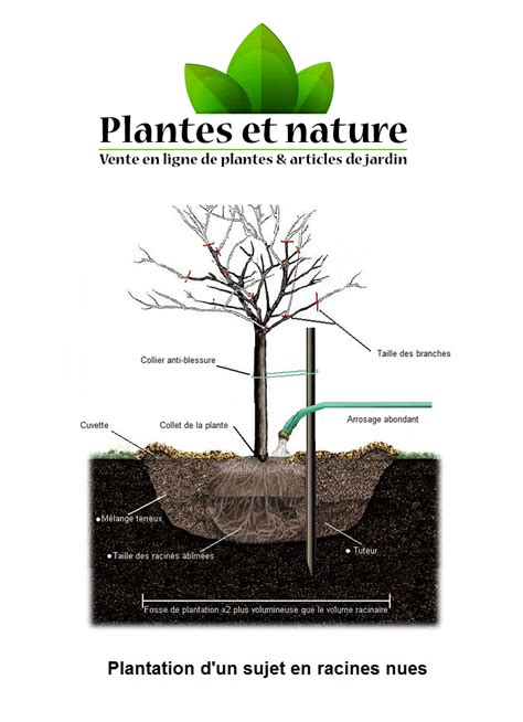 Guide Et Conseils De Plantation