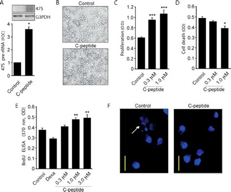 C Peptide Induces Proliferation Of Chondrocytes Human Chondrocyte Download Scientific Diagram