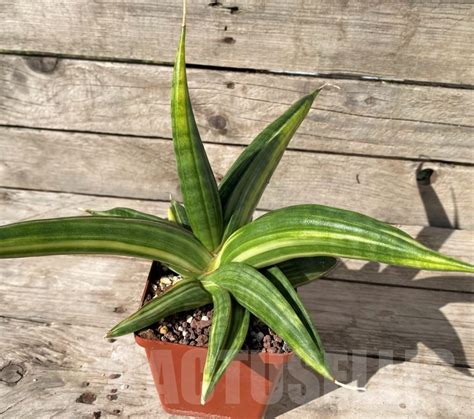 SHPR14972 Sansevieria patens f variegata Кактус онлайн