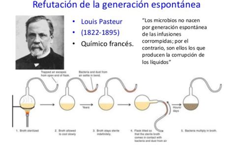 Teor A De La Generaci N Espont Nea De Louis Pasteur Blog Did Ctico