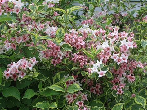 Вейгела цветущая "Вариегата" | Атлас × Растений