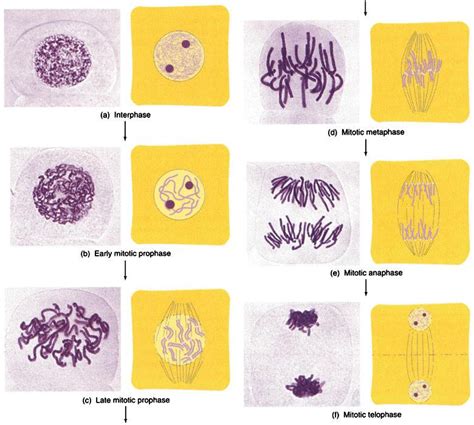 Meiosis Phases Under Microscope Images And Photos Finder