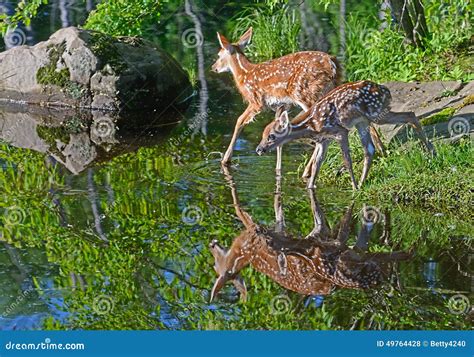 Two White Tailed Deer Fawns Reflections in Water. Stock Photo - Image ...