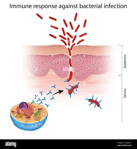 Skin response hi-res stock photography and images - Alamy