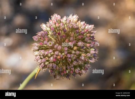 Allium Ampeloprasum Broadleaf Wild Leek Stock Photo Alamy